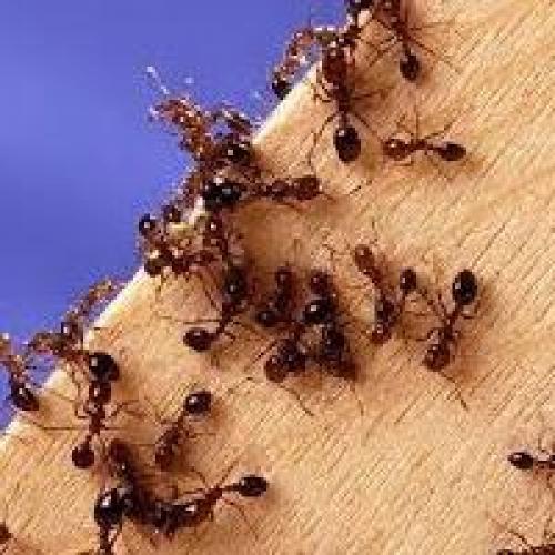 Как найти матку муравьев в квартире. Образ жизни 08