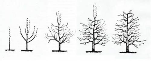 Формирование кроны груши. Секрет обрезки груши с разной формой кроны