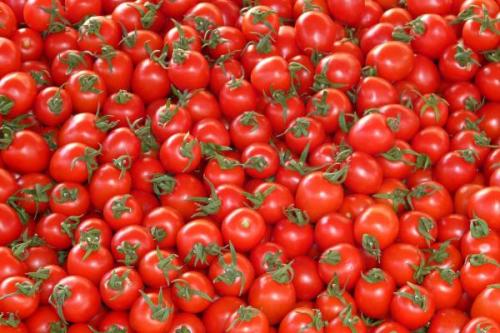 Выращивание помидоров в теплице урожайность. Общая характеристика бизнеса, преимущества и недостатки
