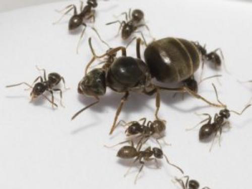 Чем опасны рыжие муравьи в квартире. Муравьи в квартире: описание вредителя