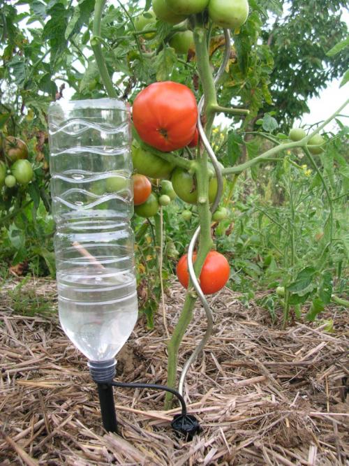Выращивание помидоров в теплице из поликарбоната. Выращивание томатов