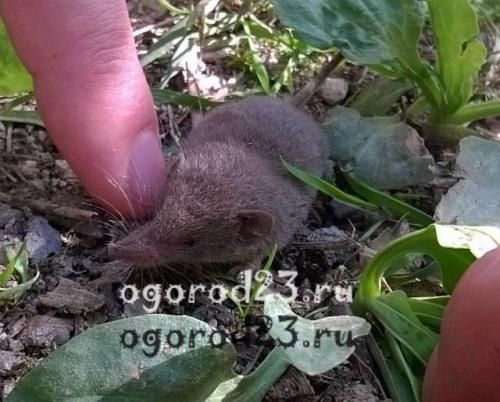 Землеройка, что ест. Кто такая землеройка?