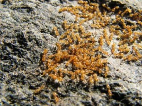 Муравьи в панельном доме. Виды домашних муравьев