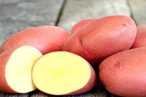 Картофель рокко. Описание культуры