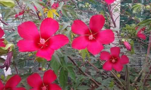 Когда цветет гибискус. Особенности выращивания гибискуса 02 Когда цветет гибискус. Особенности выращивания гибискуса 02