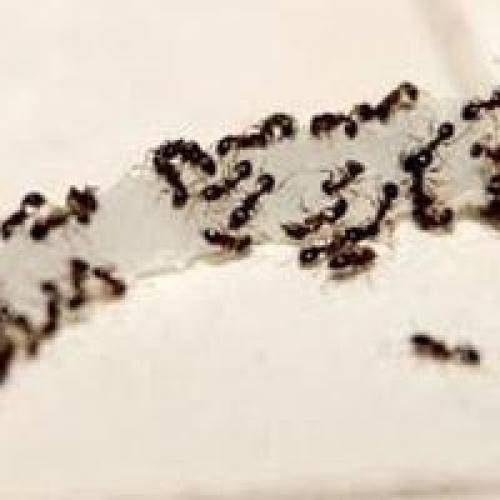 Как найти матку муравьев в квартире. Образ жизни 09