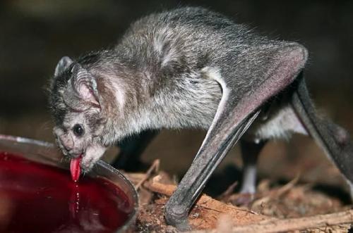 Летучая мышь вампир. Летучие мыши-вампиры: Мрачный секрет успеха