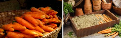 Как сохранить морковь на зиму в банках. Особенности моркови