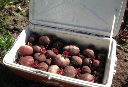 Как хранить свеклу на зиму в пакетах. Как хранить свеклу в погребе или подвале зимой?