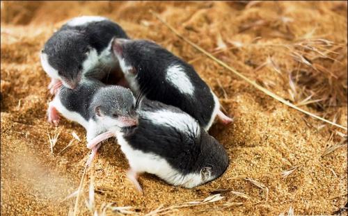 Землеройка, что ест. Кто такая землеройка? 06 Землеройка, что ест. Кто такая землеройка? 06