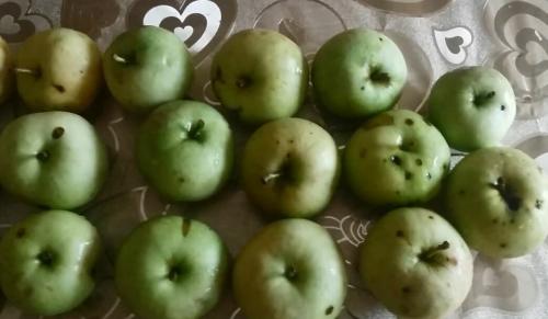 Как сушить яблоки в домашних условиях на солнце. Как легко сушить яблоки на зиму