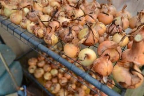Какую температуру выдерживает лук при хранении. Подготовка луковиц на зиму для хранения в домашних условиях