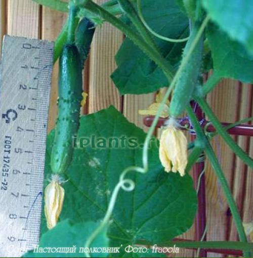 Формирование огурцов на балконе. Выращивание огурцов на балконе