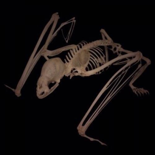 Летучая мышь вампир. Летучие мыши-вампиры: Мрачный секрет успеха