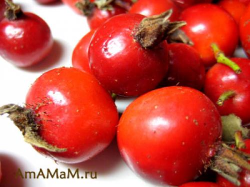 Как правильно хранить шиповник. Сушим шиповник правильно 05 Как правильно хранить шиповник. Сушим шиповник правильно 05