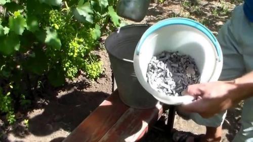 Почему не вызревает виноград. Почему виноград не зреет 06