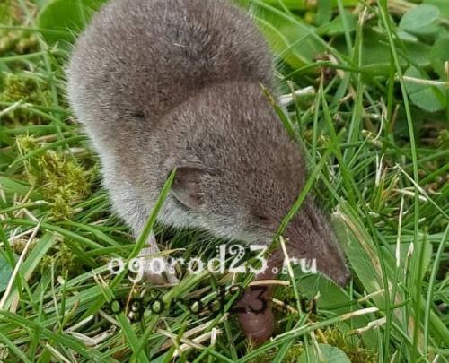 Землеройка, что ест. Кто такая землеройка?