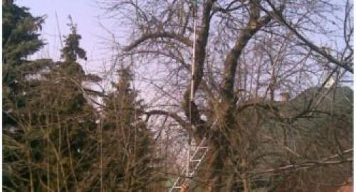 Формирование кроны у яблони. Самые распространённые ошибки при обрезании 04