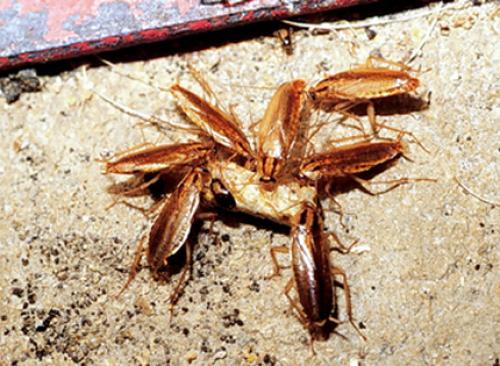 Тараканы лезут через вентиляцию. Места обитания