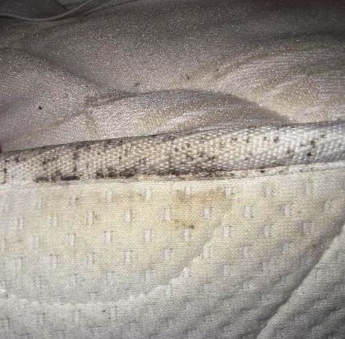 Как вывести клопов. Где прячутся клопы?