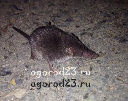 Землеройка, что ест. Кто такая землеройка?