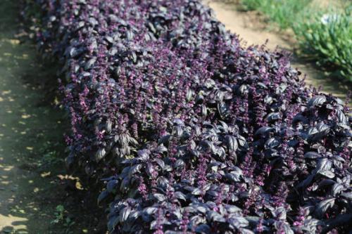 Базилик с чем едят. Как и с чем едят базилик? Куда добавлять листья базилика? 03 Базилик с чем едят. Как и с чем едят базилик? Куда добавлять листья базилика? 03