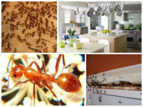 Как найти матку муравьев в квартире. Образ жизни