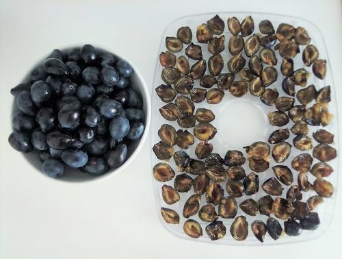 Как сушить яблоки в сушилке супра. Как я сушила сливы в сушилке. Мой отзыв о сушке для фруктов