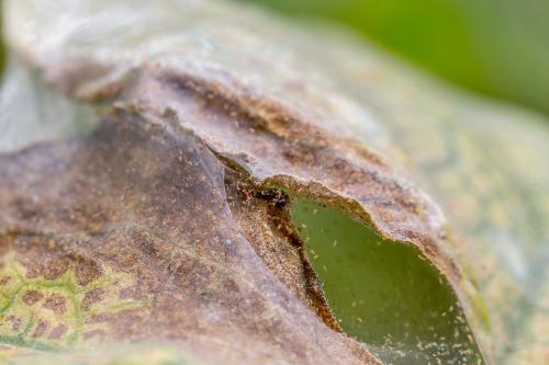 Паутинный клещ в саду. Как распознать заражение растений