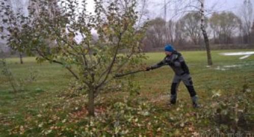 Формирование кроны у яблони. Самые распространённые ошибки при обрезании 05
