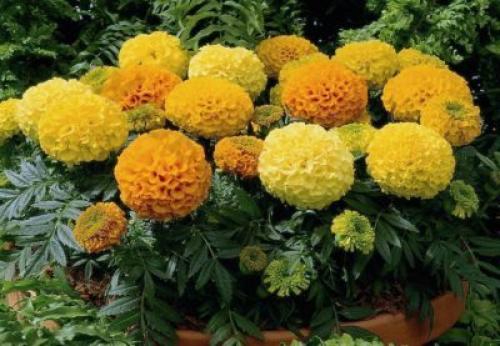 Тагетес низкорослый. Самые низкорослые сорта