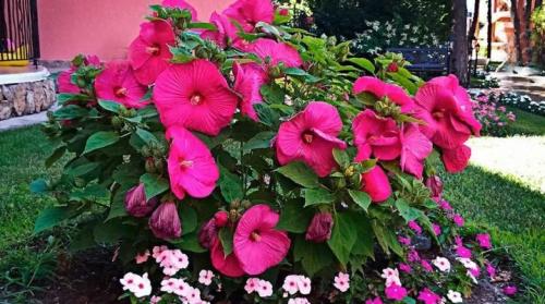 Гибискус травянистый: особенности и рекомендации по посадке