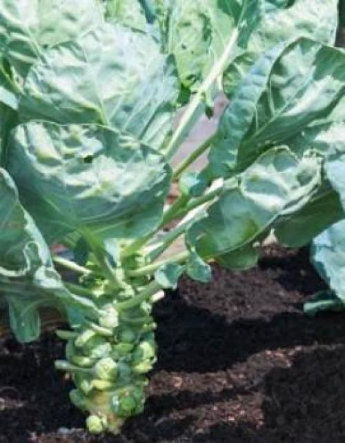 Капуста сроки уборки. Убираем капусту с огорода по народным приметам. Благоприятный день для уборки капусты осенью 2019 года 05 Капуста сроки уборки. Убираем капусту с огорода по народным приметам. Благоприятный день для уборки капусты осенью 2019 года 05