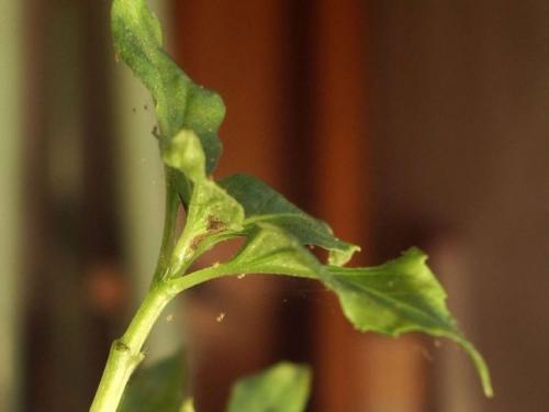 Зола от паутинного клеща. Паутинный клещ на комнатных растениях: почему появляется и как бороться