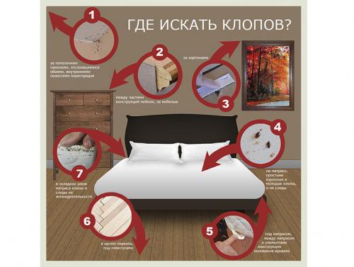 Откуда могут появиться клопы в квартире. Как и почему заводятся клопы 03 Откуда могут появиться клопы в квартире. Как и почему заводятся клопы 03
