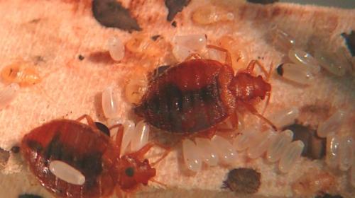 В какое время года появляются клопы. В какое время клопы выходят на охоту?