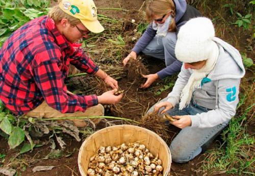 Когда выкапывают топинамбур для еды. Когда собирать (выкапывать) топинамбур на зиму