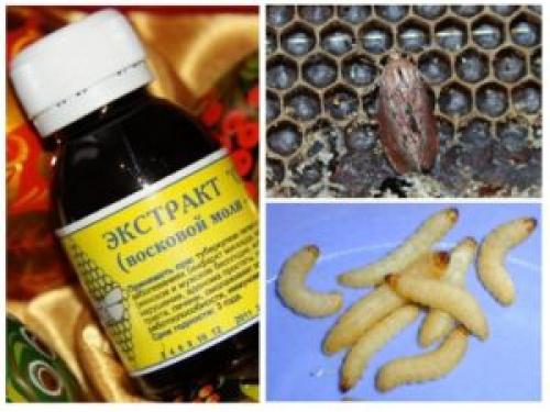Личинки восковой моли настойка лечебные свойства. Восковая моль: применение в народной медицине 04 Личинки восковой моли настойка лечебные свойства. Восковая моль: применение в народной медицине 04