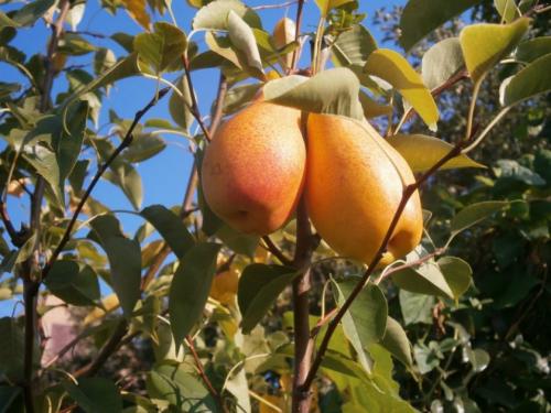 Когда созревает груша бера. Летние разновидности груш группы Бере