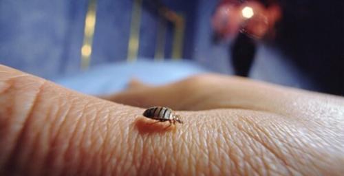 Как избавиться от клопов. Почему избавиться от постельных клопов так тяжело