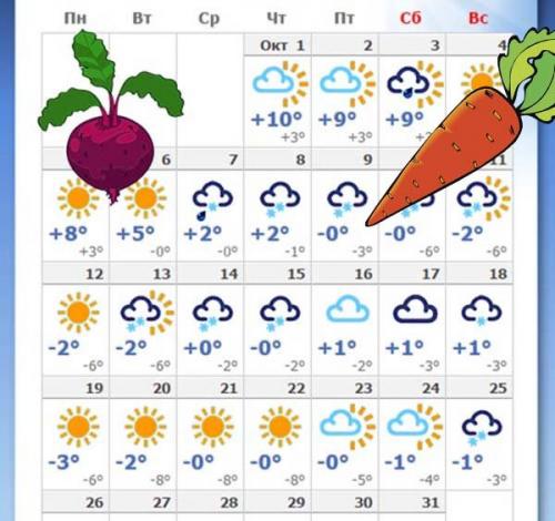 Уборка свеклы и моркови по Лунному календарю. Когда убирать урожай свеклы и моркови в 2019 году: оптимальные сроки