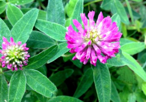 В ухо чеснок. 05