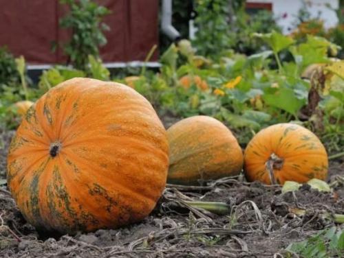 Длительное хранение тыквы. Тыквы: храним после сбора правильно