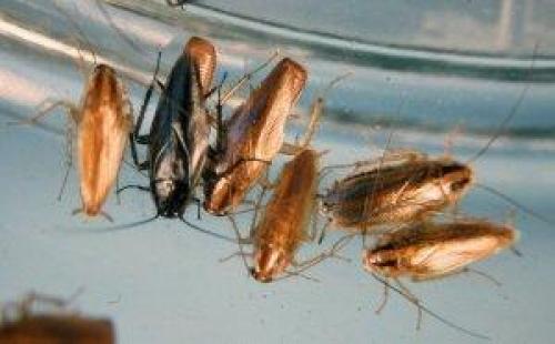 Популяция тараканов. Как размножаются тараканы?