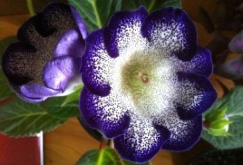 Как хранить клубни глоксинии. 5 СОВЕТОВ КАК СОХРАНИТЬ КЛУБНИ ГЛОКСИНИИ