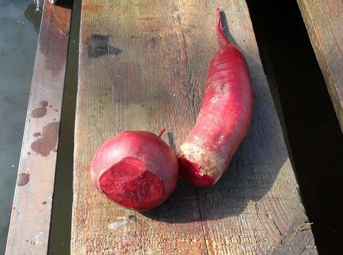 Уборка свеклы и моркови по Лунному календарю. Когда убирать урожай свеклы и моркови в 2019 году: оптимальные сроки