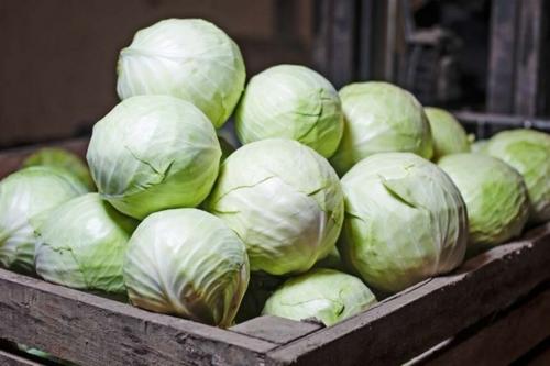 Когда убирать капусту подарок. Когда убирать капусту с грядки по лунному календарю 2019