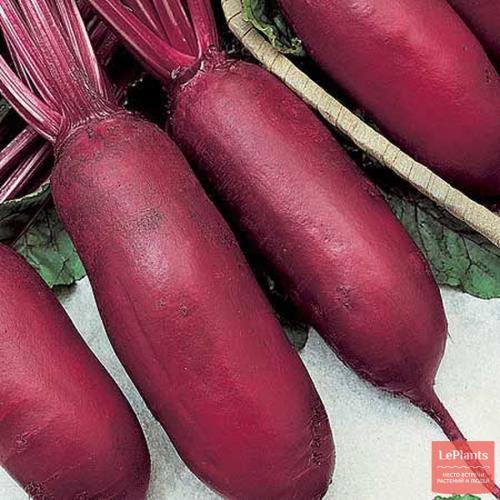 Свекла сорта для Урала для хранения. Сорта свеклы для Урала