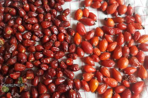 Как подсушить шиповник в электродуховке. Как сушить шиповник в духовке?