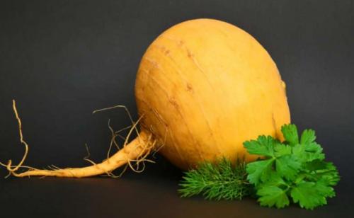 Репа полезные свойства. Свойства репы для организма женщины
